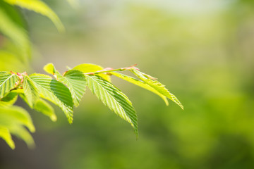 新緑の葉