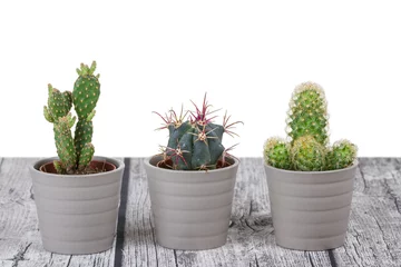 Foto op Plexiglas Cactus in pot Cactussen