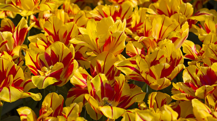 tulips closeup in keukenhof park, netherlands