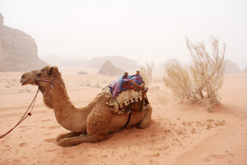 Camels in the sandy desert - Wadi Rum, Jordan