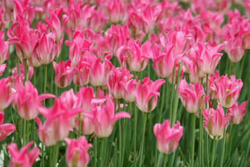 Pink tulips