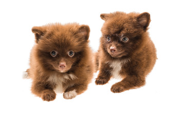 Obraz premium Pomeranian spitz puppy