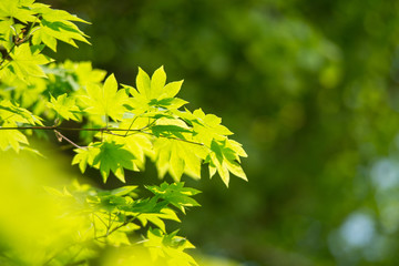 新緑の葉