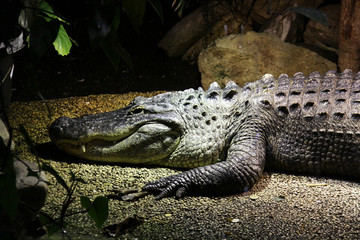 Dangerous crocodile