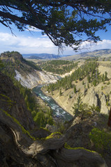 Fototapeta na wymiar Yellowstone