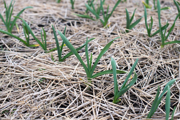 Young garlic plants in the field, agricultural background