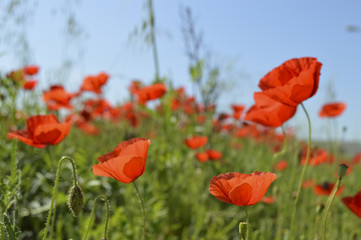 Poppies