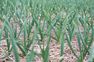 winter garlic sprouts