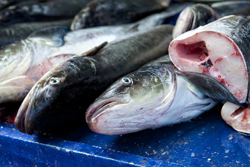 background of sea fish