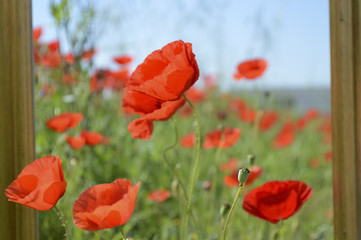 Fototapeta premium Poppies composition