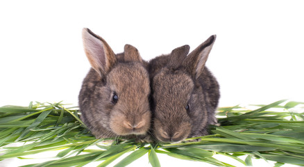 Two rabbit in green grass