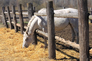 A horse behind a fence