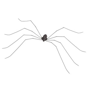realistic 3d render of spider