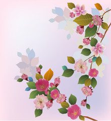 sakura , spring , postcard .