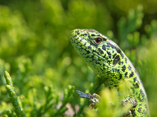 Zauneidechse - Lacerta agilis