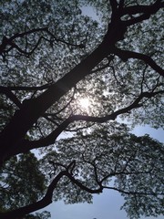 detail branches tree with sunlight, blue sky