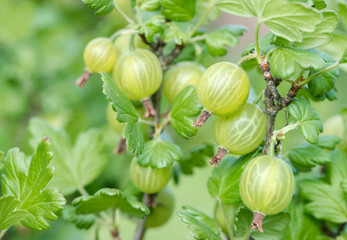 Green gooseberries