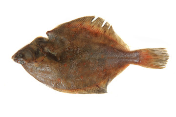 flatfish isolated