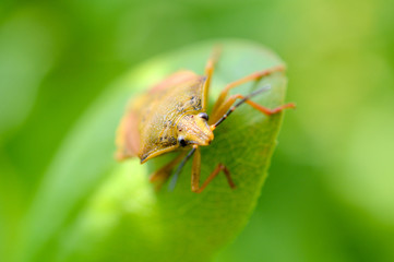 Insect had