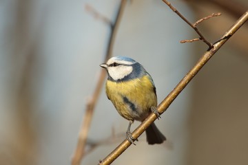 Blue tit - Parus caeruleus on a twig in the morning