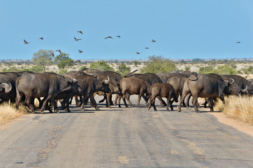 Buffalos crossing road dans le parc national Kruger, Afrique du Sud