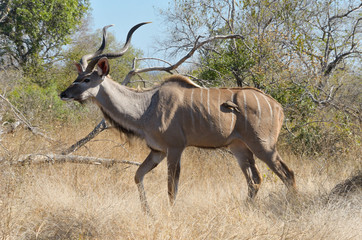 Naklejka na ściany i meble Kudu Antylopa w Parku Narodowym Krugera, RPA