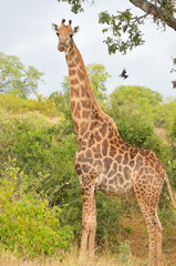 African giraffe in Kruger national park, safari in South Africa