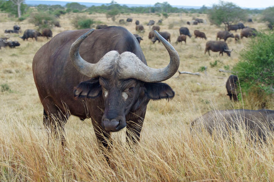 Fototapeta Buffalo in Kruger national park, safari in South Africa