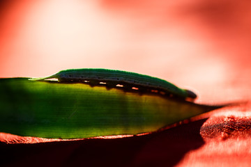 Green caterpillar