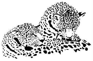 Obrazy  Wielkie koty Jaguar, gepard, lampart, ilustracja wektorowa, na białym tle