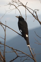 Bird on tree