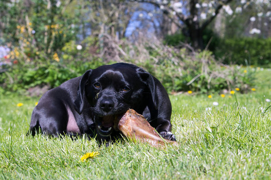 Puggle kaut ein Schweineohr
