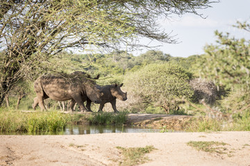 Naklejka na ściany i meble white rhino at the kruger park