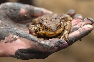 Toad in hand