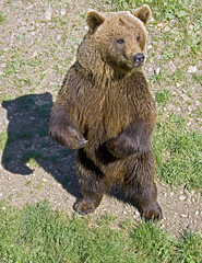 Obraz premium Brown bear