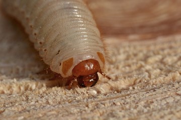 Nymph of Cetonia aurata