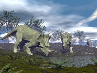 Obraz na płótnie Canvas Styracosaurus dinosaurs going to water - 3D render