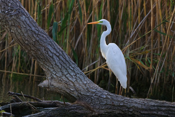great white egret