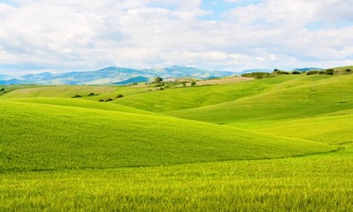 Fototapeta na wymiar green grass field landscape