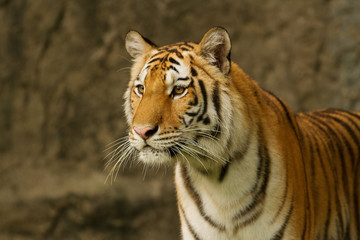Naklejka premium Tygrys bengalski stojący na skale