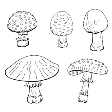 Mushrooms on white background.