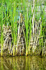 Obraz premium green and brown grass