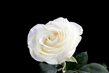 White rose