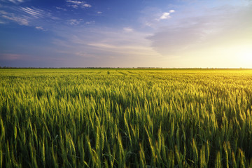 Field during sunset. Agricultural landscape