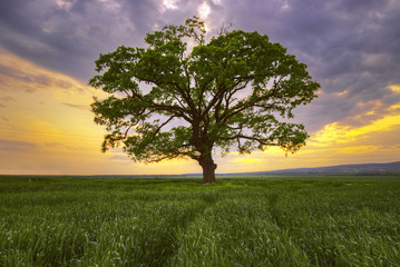 Fototapeta na wymiar Big green tree in a field