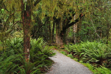 Chemin en forêt néo-zélandaise.