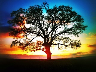Fototapeta na wymiar Big tree silhouette, sunset shtot