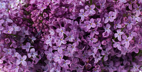 lilac flowers, floral background