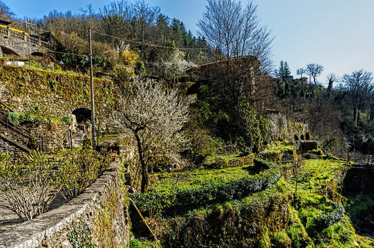 bagnone