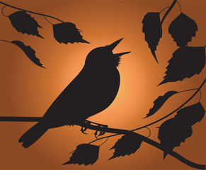 silhouette of the bird singing among the foliage
